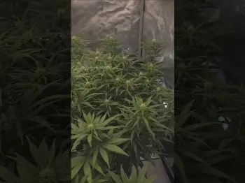 Screenshot of the Video "Floweringday 16 🌸 Watermelon Skittelz & Gorilla Skittelz"