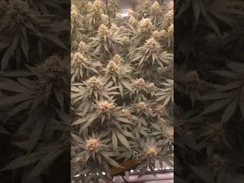 Blütetag 49 🚀