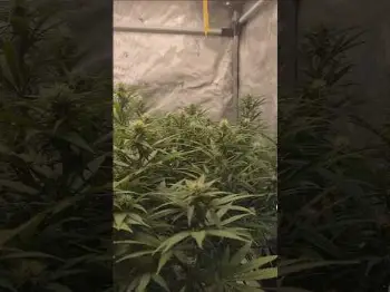 Screenshot of the Video "Blütetag 19 💚🥦"