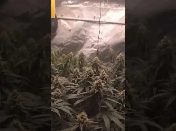 Screenshot of the Video "Blütetag 41 🌱"