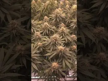 Screenshot of the Video "Blütetag 47 💚 Die Buds werden schwer 🌿💪"