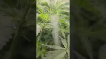 Screenshot of the Video "sind meine Pflanzen zu groß für mein Zelt geworden?"