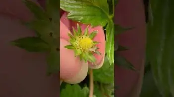 Screenshot of the Video "Erdbeeren selbst bestäuben bz bz"
