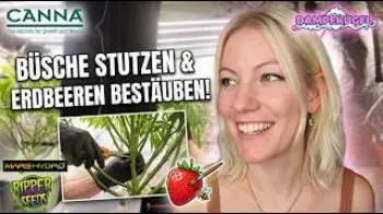 Screenshot of the Video "Dichte Büsche Im Marshydro Zelt brauchen eine Entlaubung und ich  bestäube meine Erdbeeren!"