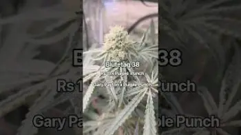 Screenshot of the Video "Blütetag 38"