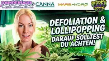 Screenshot of the Video "Blütetag 21 Defoliation & Lollipopping - weshalb macht man das?"