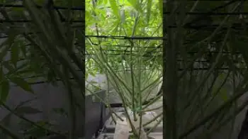 Screenshot of the Video "kleine Büsche ganz groß limited Editions Blütetag 6"