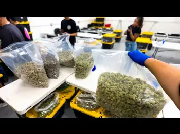 Screenshot of the Video "City of Trees"