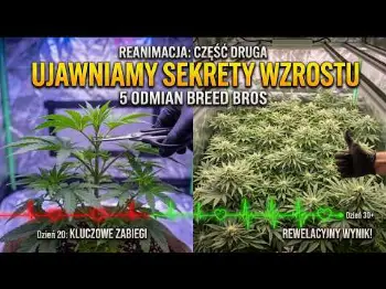 Screenshot of the Video "Ucinam GŁOWY wszystkim roślinom 🤕 Polskie geny Breed Bros 🧬"