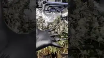 Screenshot of the Video "WPFF WHOLE PLANT FRESH FROZEN BUBBLE #️⃣"