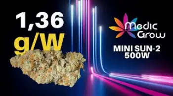 Screenshot of the Video "Super Plecha 🥦 1,36g/W 💡 Zbiory pod Medic Grow MINI SUN-2 500W"