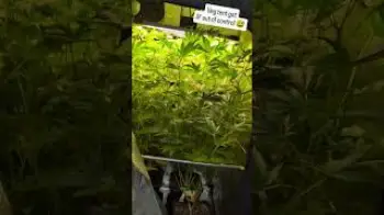 Screenshot of the Video "#grow MARIJUANA BUSH #clarksonsfarm"