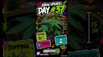 Screenshot of the Video "🌱 Grow Update – Day #37: Topping Time ✂️"