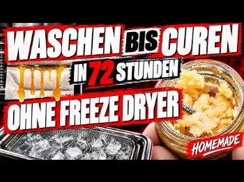 MAKE YOUR OWN LIVE HASH ROSIN IN 72 HOURS! | WASH, DRY, PRESS & CURE – NO FREEZE DRYER!