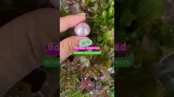 Screenshot of the Video "✨💕 C’mon Botanical BARBIE, Let’s go PARTY with DIY INFUSED Pink Sparkling Gummies #LEVOmade ✨🌿"
