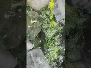 Screenshot of the Video "MX ICE 200 LiTE | Premium Bubble Hash"