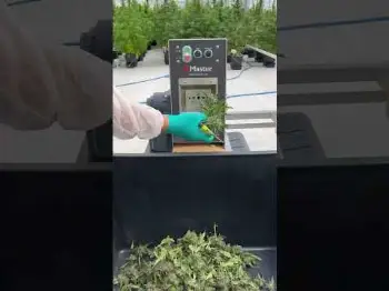 Screenshot of the Video "MB Bucker 200 LiTE | Compact cannabis debudder machine Master Products"