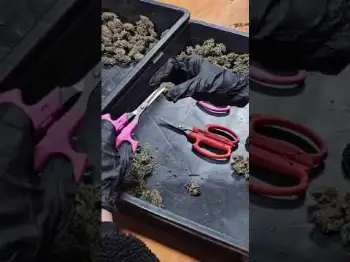 Screenshot of the Video "Why these are the only scissors I trust ✂️ #satisfying #cannabiscommunity"