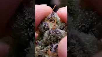 Screenshot of the Video "How Sticky Is Your Flower?!  #rosinevolution"
