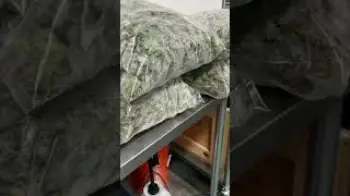Screenshot of the Video "HAPPY 420 our fellow canna community! We 🫶🏽 you!"