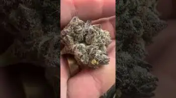 Screenshot of the Video "Fresh frozen → Cryo-Trim® → lyophilization → Crop-to-Cure® in 24 hours → premium Live Dried flower"