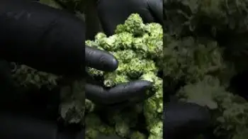 Screenshot of the Video "Triminator Hybrid™ | 25% OFF for a Limited Time"