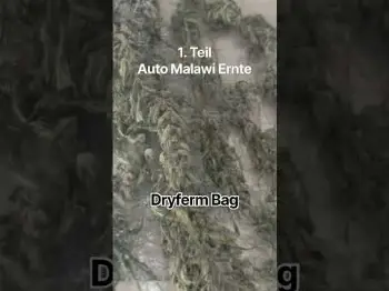 Screenshot of the Video "Auto Malawi trocknen im Dryferm Teil 1: Von 69g zu 32g Ernte"