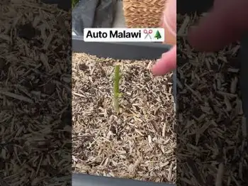 Screenshot of the Video "Resternte Auto Malawi ✂️"