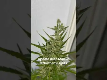 Screenshot of the Video "Outdoor Grow Auto Malawi x Northern Lights | Kurz vor der Ernte"