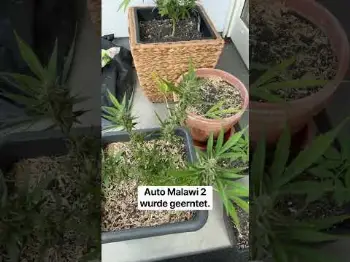 Screenshot of the Video "Ernte der 2. Auto Malawi x Northern Lights ✂️🌲"