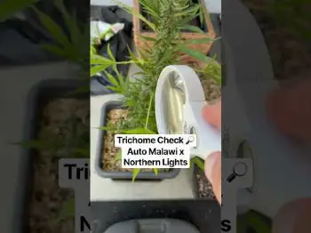 Screenshot of the Video "Bud Check 🔎🌱 Outdoor Grow nach 12 Wochen"