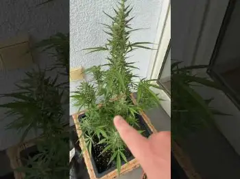 Screenshot of the Video "Auto Malawi x Northern Lights Balkon Update"