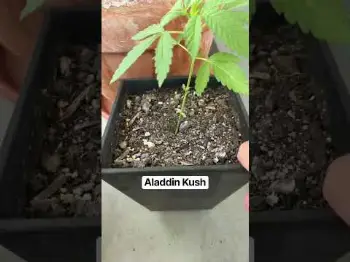 Screenshot of the Video "Spätsommer Grow kurz vorm Umtopfen | Aladdin Kush"