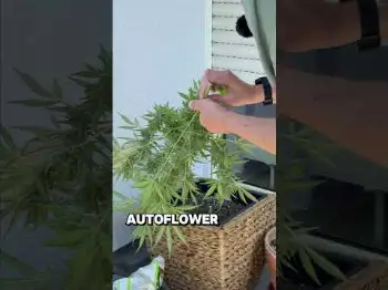 Screenshot of the Video "Balkon-Grow-Ernte ✂️: Auto Malawi x Northern Lights 🌱"