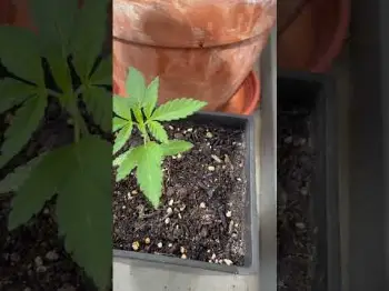 Screenshot of the Video "Aladdin Kush | Mein kleines Spätsommer Experiment"