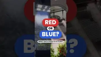 Red Light vs Blue Light: What Does Each Do to a Plant?