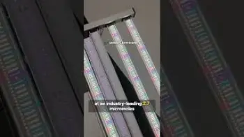 Screenshot of the Video "Full Sunlike Spectrum vs Blurple Lights #growlights #ledgrowlights  #indoorgrowing  #growtent"